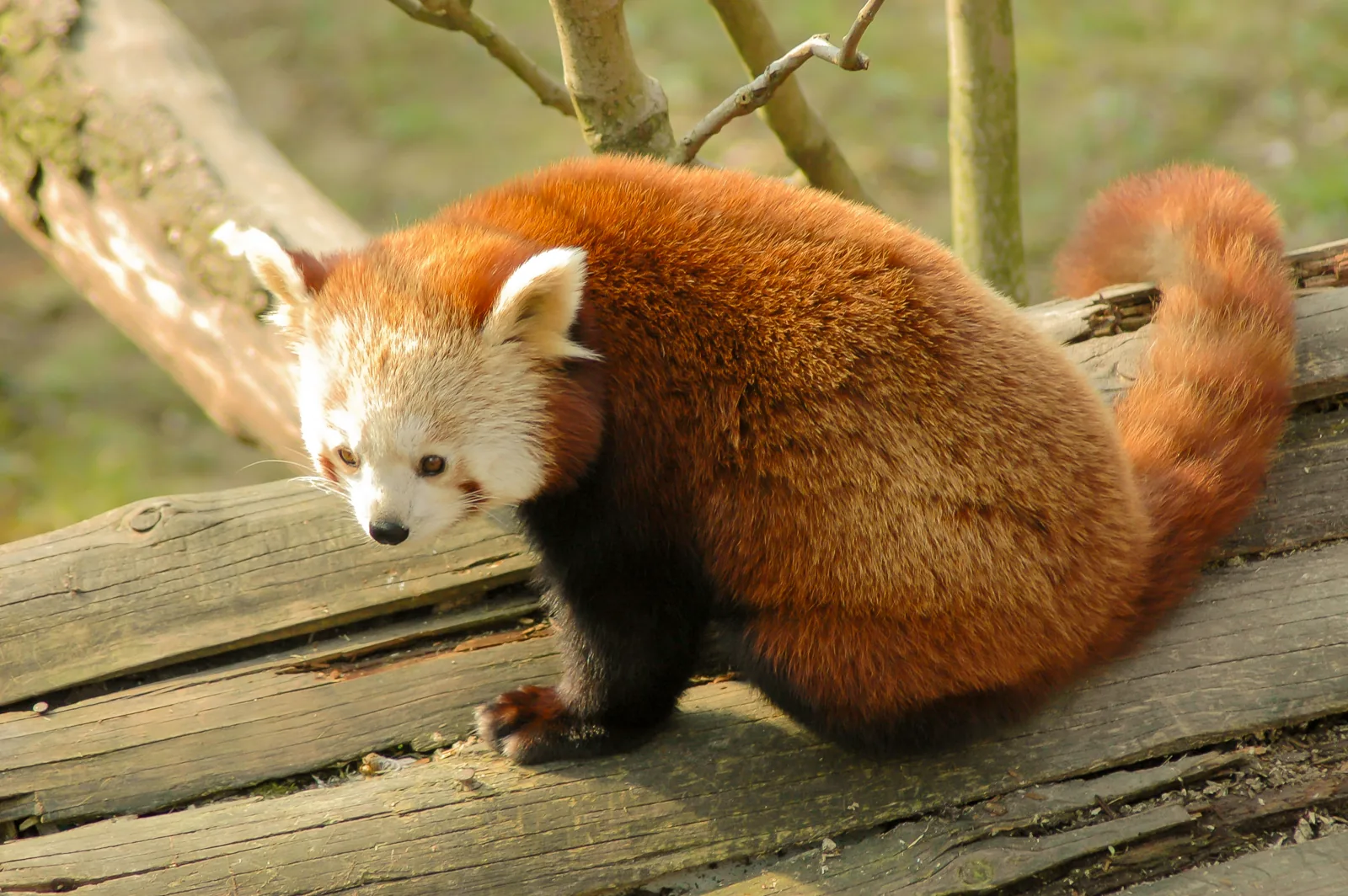 Roter Panda im Fußpark des Parco Natura Viva